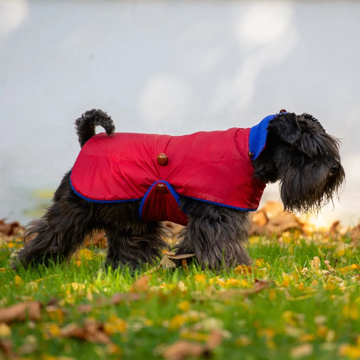 Bespoke Dog Coat/Raincoat Cobalt Casentino