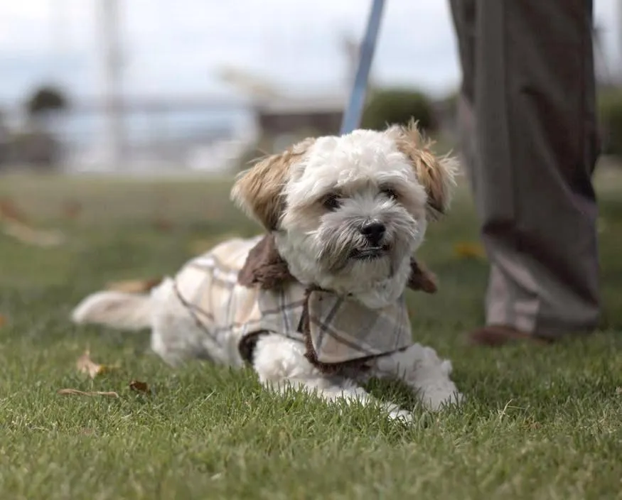 Dog Coat, Reversible - Wool Plaid with Cuddly Faux Fur (One XL Nightfall Left!)