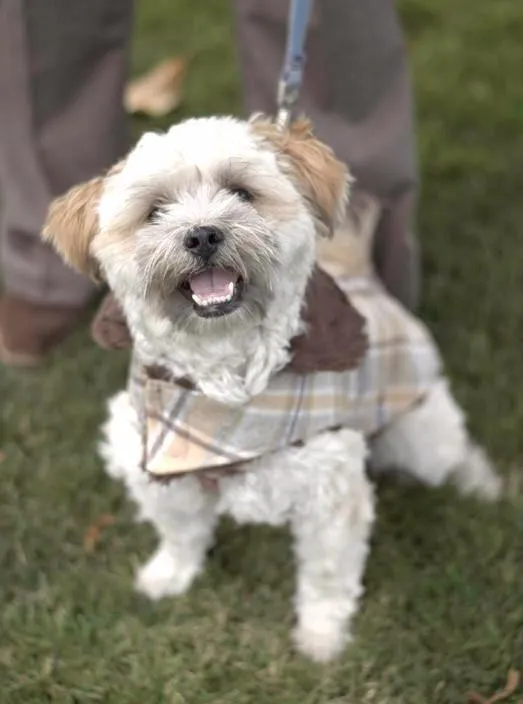 Dog Coat, Reversible - Wool Plaid with Cuddly Faux Fur (One XL Nightfall Left!)